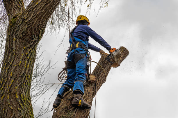 Why Choose Our Tree Removal Services in Twinsburg, OH?